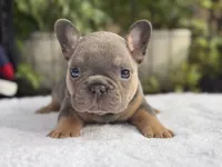 Diamond , a female French Bulldog for sale in Port Saint Lucie, FL – 1 of 3