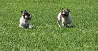 Hades , a male French Bulldog for sale in Port Saint Lucie, FL – 3 of 4