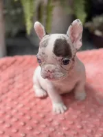 Zinnia , a female French Bulldog for sale in Port Saint Lucie, FL – 4 of 5