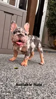 Perry, a male French Bulldog for sale in Port Saint Lucie, FL – 1 of 4