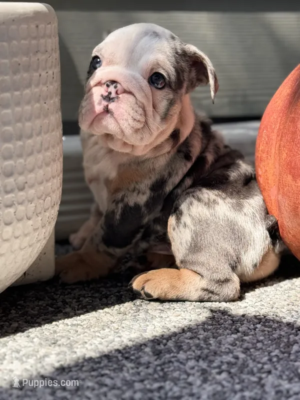 Blue Tri Merle  – English Bulldog puppy for sale in Port Saint Lucie, FL
