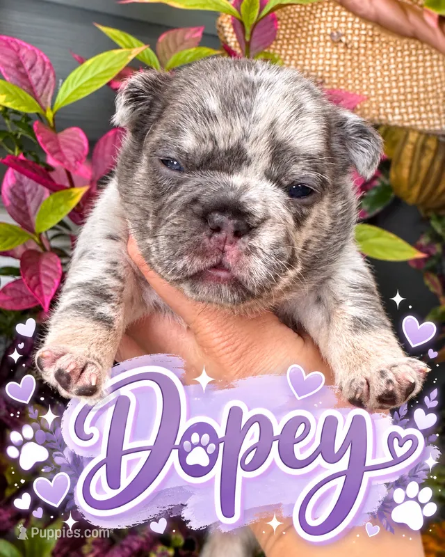 Dopey  – French Bulldog puppy for sale in Port Saint Lucie, FL