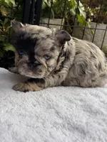 Fluffy Black and Tan Purple , a female French Bulldog for sale in Port Saint Lucie, FL – 4 of 4
