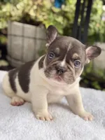 CypresS, a male French Bulldog for sale in Port Saint Lucie, FL – 2 of 4