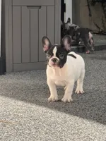 Cedar, a male French Bulldog for sale in Port Saint Lucie, FL – 7 of 8
