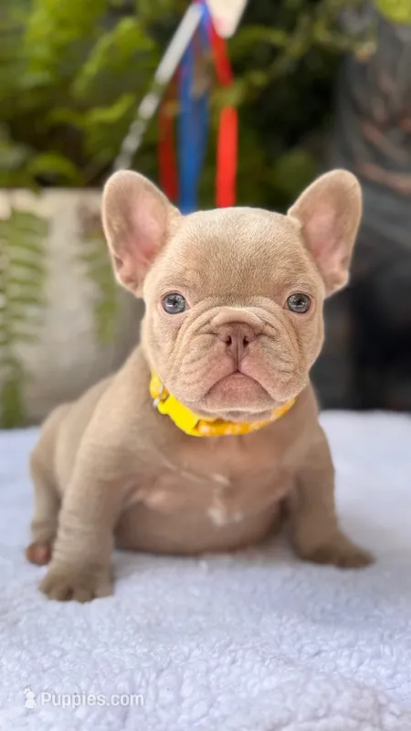 Knox  – French Bulldog puppy for sale in Port Saint Lucie, FL