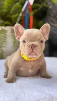 Knox , a male French Bulldog for sale in Port Saint Lucie, FL – 1 of 2
