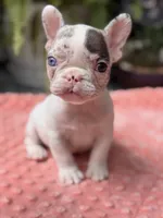 Zinnia , a female French Bulldog for sale in Port Saint Lucie, FL – 2 of 5