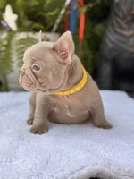 Knox , a male French Bulldog for sale in Port Saint Lucie, FL – 2 of 2