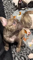 Captain Hook, a male French Bulldog for sale in Port Saint Lucie, FL – 2 of 3