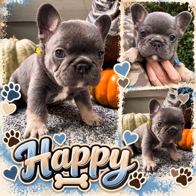 Happy  – French Bulldog puppy for sale in Port Saint Lucie, FL