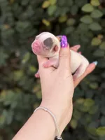 Zinnia, a female French Bulldog for sale in Port Saint Lucie, FL – 3 of 3