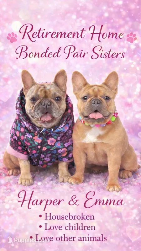 Emma  – French Bulldog puppy for sale in Port Saint Lucie, FL