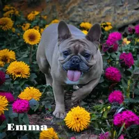 Emma , a female French Bulldog for sale in Port Saint Lucie, FL – Photo 2 of 3