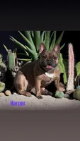 Emma , a female French Bulldog for sale in Port Saint Lucie, FL – Photo 3 of 3
