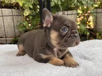 Violet, a female French Bulldog for sale in Port Saint Lucie, FL – 3 of 3