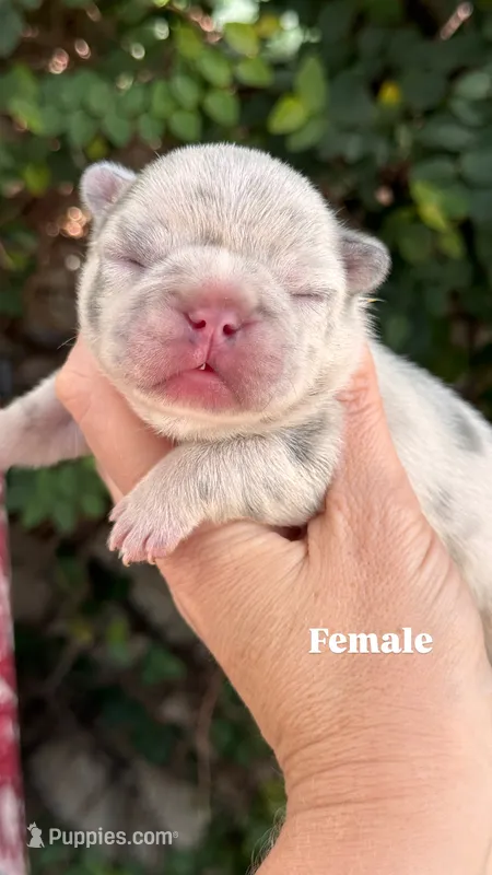 Dahlia – French Bulldog puppy for sale in Port Saint Lucie, FL