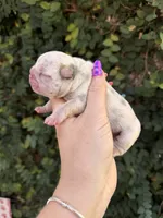 Dahlia, a female French Bulldog for sale in Port Saint Lucie, FL – 3 of 3