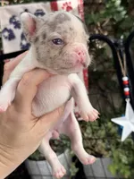 Zinnia RUNT , a female French Bulldog for sale in Port Saint Lucie, FL – 2 of 4