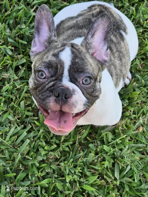 Gaston  – French Bulldog puppy for sale in Port Saint Lucie, FL