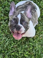 Gaston , a male French Bulldog for sale in Port Saint Lucie, FL – 1 of 2