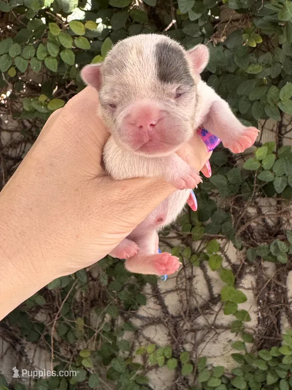 Zinnia – French Bulldog puppy for sale in Port Saint Lucie, FL