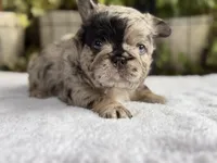Fluffy Black and Tan Purple , a female French Bulldog for sale in Port Saint Lucie, FL – 1 of 4