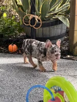 Perry, a male French Bulldog for sale in Port Saint Lucie, FL – 4 of 4