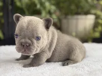 Freedom , a male French Bulldog for sale in Port Saint Lucie, FL – 2 of 6