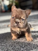 Maverick Fluffy Big Rope, a male French Bulldog for sale in Port Saint Lucie, FL – 3 of 4