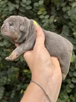 Yellow Collar , a female English Bulldog for sale in Port Saint Lucie, FL – 2 of 3