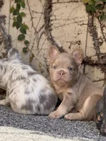 Fluffy Sugarplum, a female French Bulldog for sale in Port Saint Lucie, FL – Photo 3 of 4