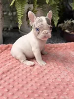 Zinnia , a female French Bulldog for sale in Port Saint Lucie, FL – 5 of 5