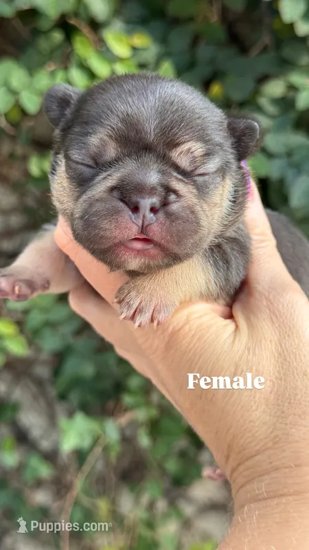 Magnolia – French Bulldog puppy for sale in Port Saint Lucie, FL