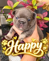 Happy , a male French Bulldog for sale in Port Saint Lucie, FL – 1 of 1