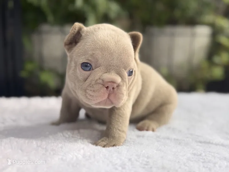 Lexi  – French Bulldog puppy for sale in Port Saint Lucie, FL