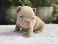 Lexi , a male French Bulldog for sale in Port Saint Lucie, FL – 1 of 4