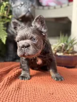 Fluffy Big Rope Blue and Tan , a female French Bulldog for sale in Port Saint Lucie, FL – 2 of 2
