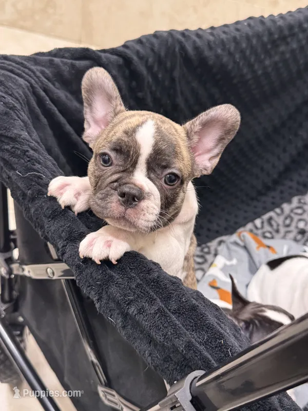 Gaston  – French Bulldog puppy for sale in Port Saint Lucie, FL