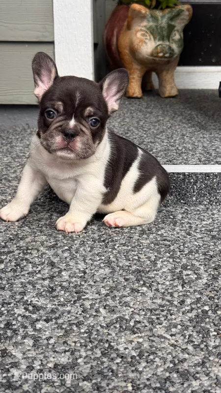 CypresS – French Bulldog puppy for sale in Port Saint Lucie, FL
