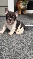 CypresS, a male French Bulldog for sale in Port Saint Lucie, FL – 1 of 4