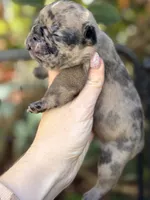 Fawn Merle, a female French Bulldog for sale in Port Saint Lucie, FL – Photo 2 of 3