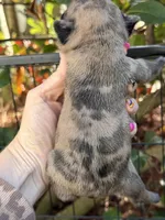 Fawn Merle, a female French Bulldog for sale in Port Saint Lucie, FL – Photo 3 of 3