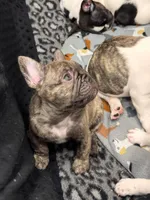 Captain Hook, a male French Bulldog for sale in Port Saint Lucie, FL – 3 of 3