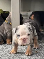 Blue Tri Merle , a male English Bulldog for sale in Port Saint Lucie, FL – 4 of 7