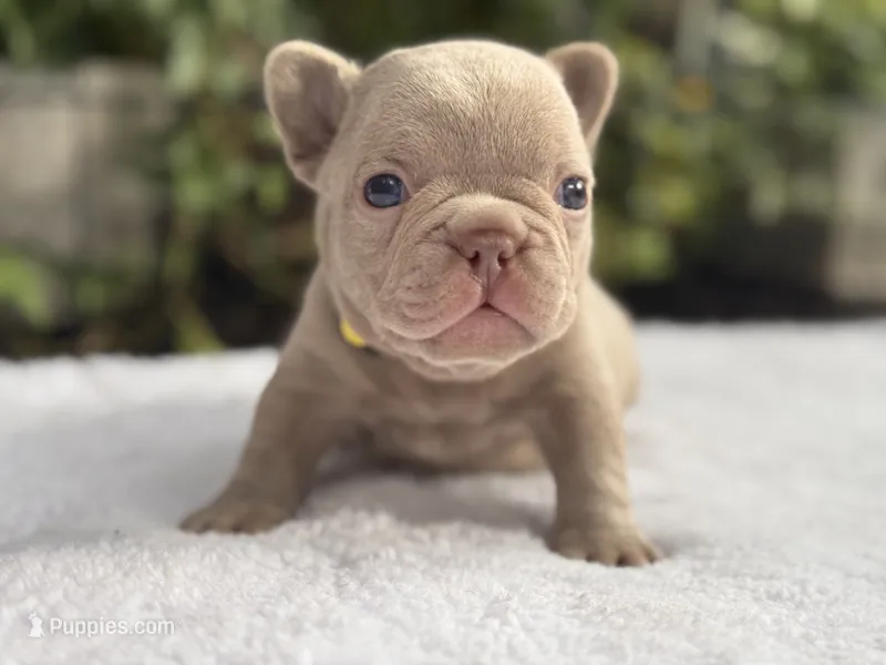 Knox  – French Bulldog puppy for sale in Port Saint Lucie, FL