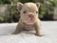 Knox , a male French Bulldog for sale in Port Saint Lucie, FL – 1 of 3