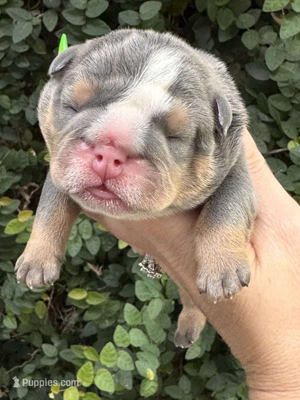 Blue Tri One  – English Bulldog puppy for sale in Port Saint Lucie, FL