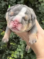 Blue Tri One , a male English Bulldog for sale in Port Saint Lucie, FL – 1 of 4