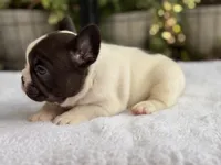 Cedar, a male French Bulldog for sale in Port Saint Lucie, FL – 2 of 3